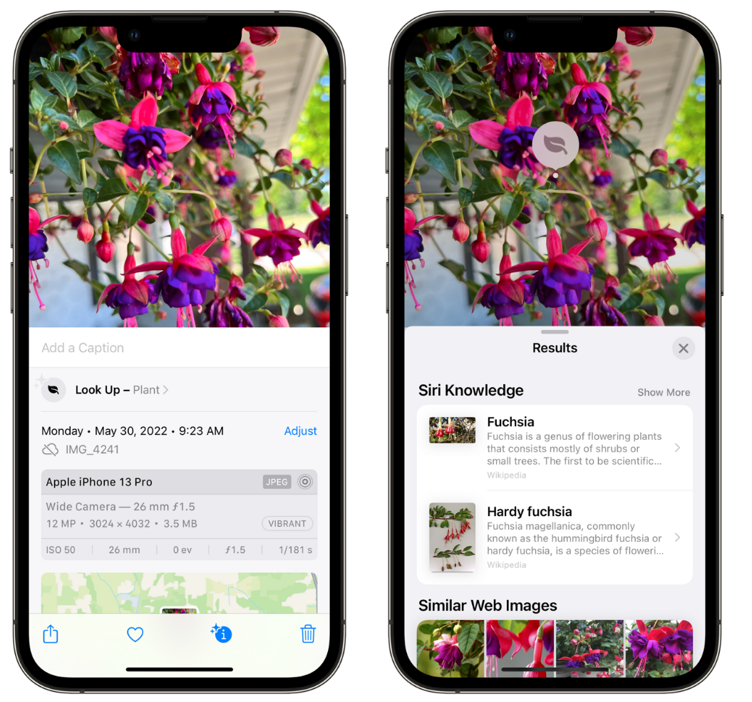 南木林苹果手机维修分享小技巧：使用 iPhone 相机识别花卉植物 